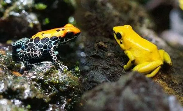 poison dart frogs